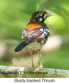 Rusty-backed Thrush - © James F Wittenberger and Exotic Birding LLC