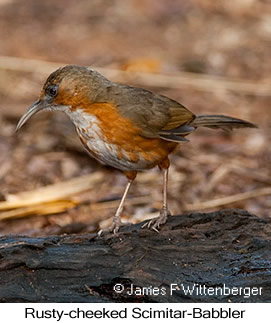 Rusty-cheeked Scimitar-Babbler - © James F Wittenberger and Exotic Birding LLC