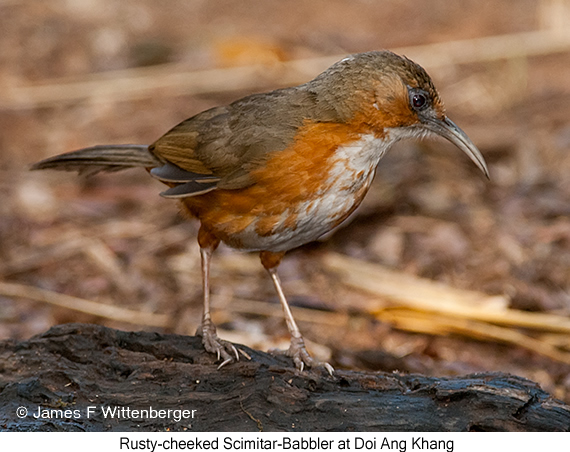 Rusty-cheeked Scimitar-Babbler - © James F Wittenberger and Exotic Birding LLC