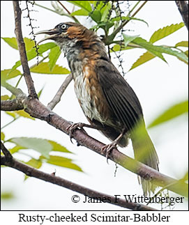 Rusty-cheeked Scimitar-Babbler - © James F Wittenberger and Exotic Birding LLC