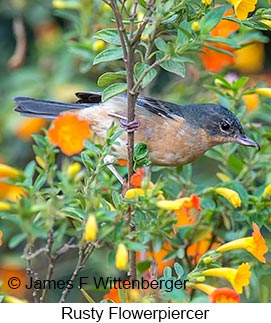 Rusty Flowerpiercer - © James F Wittenberger and Exotic Birding LLC