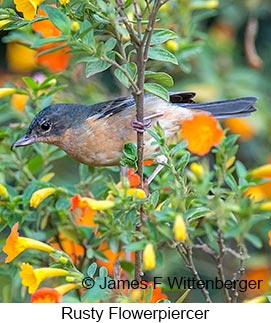 Rusty Flowerpiercer - © James F Wittenberger and Exotic Birding LLC Rusty Flowerpiercer - © James F Wittenberger and Exotic Birding LLC