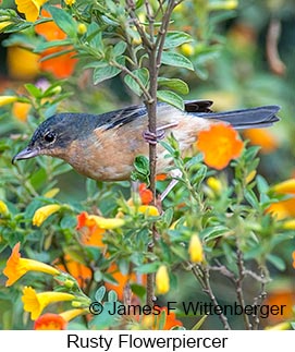 Rusty Flowerpiercer - © James F Wittenberger and Exotic Birding LLC