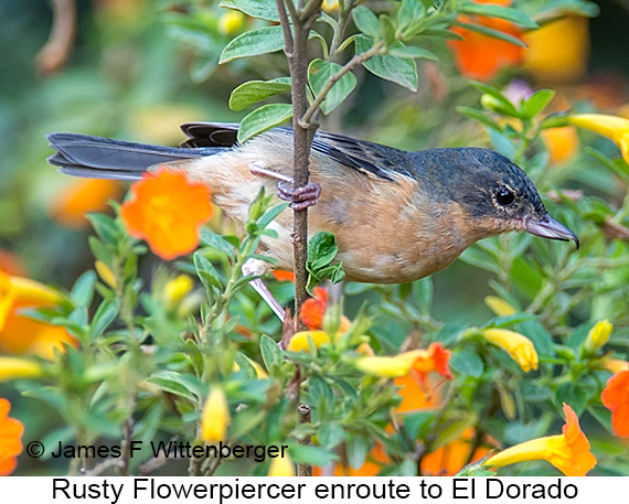 Rusty Flowerpiercer - © James F Wittenberger and Exotic Birding LLC
