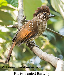 Rusty-fronted Barwing - © James F Wittenberger and Exotic Birding LLC