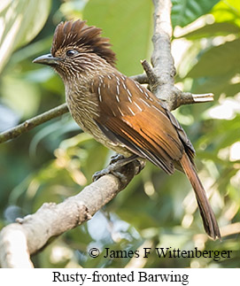 Rusty-fronted Barwing - © James F Wittenberger and Exotic Birding LLC Rusty-fronted Barwing - © James F Wittenberger and Exotic Birding LLC