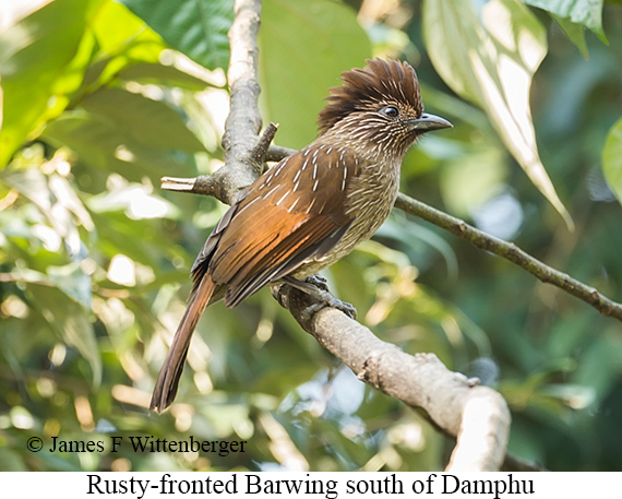 Rusty-fronted Barwing - © James F Wittenberger and Exotic Birding LLC Rusty-fronted Barwing - © James F Wittenberger and Exotic Birding LLC