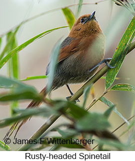 Rusty-headed Spinetail - © James F Wittenberger and Exotic Birding LLC