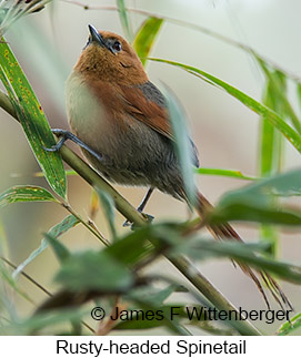 Rusty-headed Spinetail - © James F Wittenberger and Exotic Birding LLC