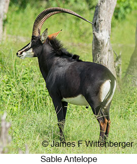 Sable - © James F Wittenberger and Exotic Birding Tours Sable - © James F Wittenberger and Exotic Birding Tours