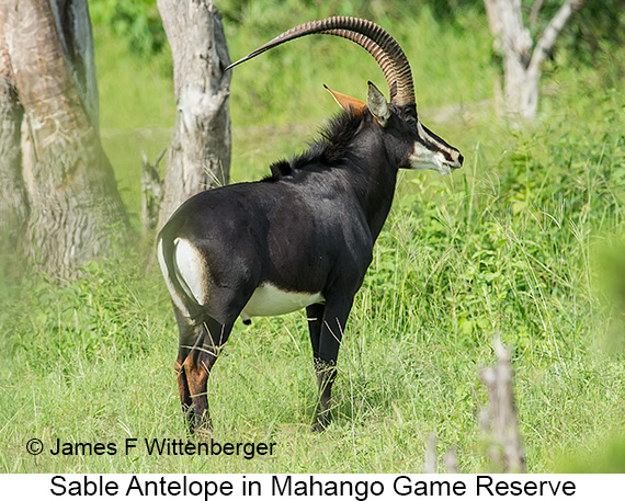 Sable - © James F Wittenberger and Exotic Birding LLC