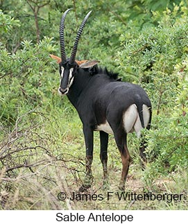 Sable - © James F Wittenberger and Exotic Birding LLC