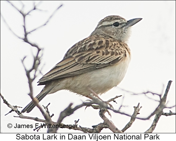 Sabota Lark - © James F Wittenberger and Exotic Birding LLC