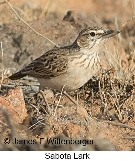 Sabota Lark - © James F Wittenberger and Exotic Birding LLC