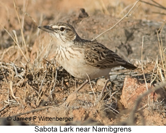Sabota Lark - © James F Wittenberger and Exotic Birding LLC