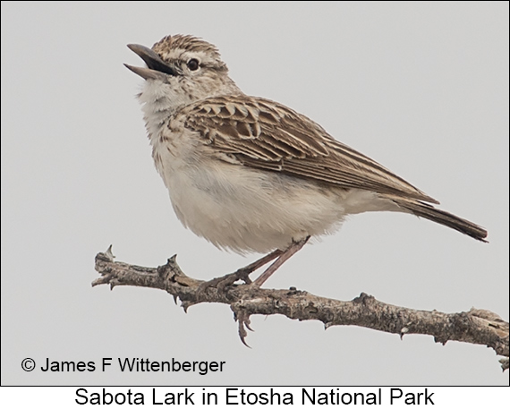 Sabota Lark - © James F Wittenberger and Exotic Birding LLC