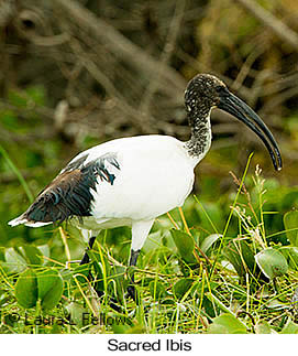 Sacred Ibis - © Laura L Fellows and Exotic Birding Tours Sacred Ibis - © Laura L Fellows and Exotic Birding Tours