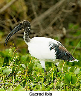 Sacred Ibis - © Laura L Fellows and Exotic Birding LLC