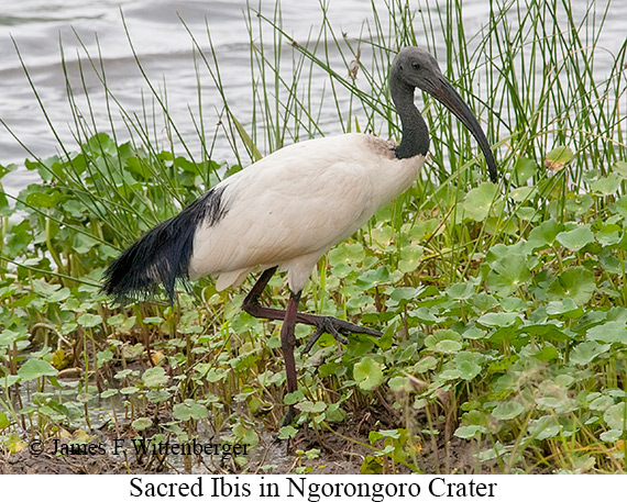 Sacred Ibis - © James F Wittenberger and Exotic Birding LLC