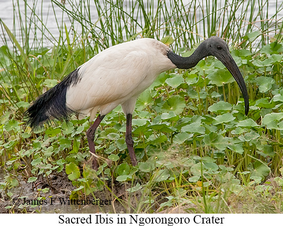 Sacred Ibis - © The Photographer and Exotic Birding LLC
