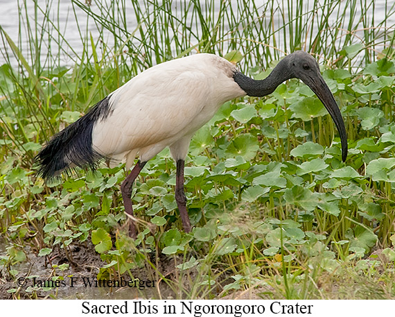 Sacred Ibis - © James F Wittenberger and Exotic Birding LLC