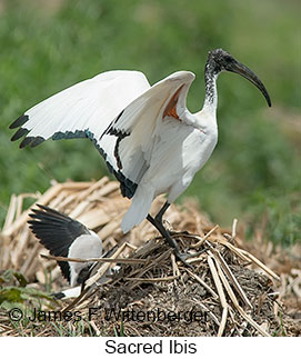 Sacred Ibis - &copy; James F Wittenberger and Exotic Birding LLC