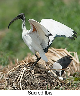 Sacred Ibis - © James F Wittenberger and Exotic Birding LLC