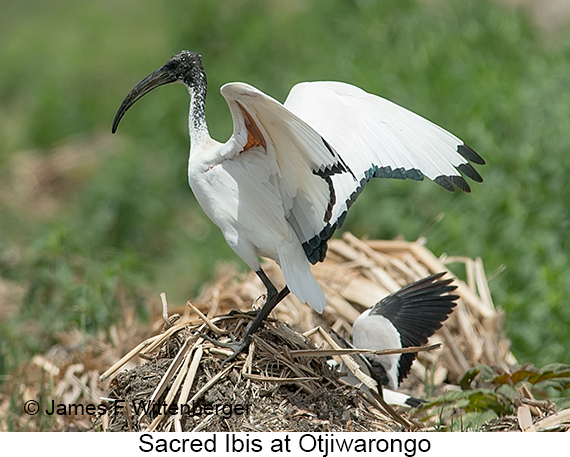 Sacred Ibis - © James F Wittenberger and Exotic Birding LLC