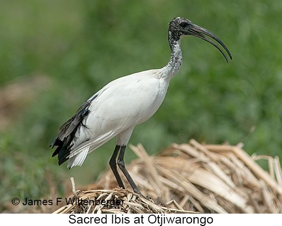 Sacred Ibis - © James F Wittenberger and Exotic Birding LLC