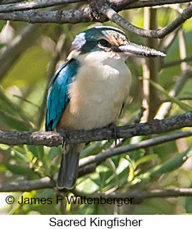 Sacred Kingfisher - &copy; James F Wittenberger and Exotic Birding LLC