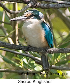 Sacred Kingfisher - © James F Wittenberger and Exotic Birding LLC