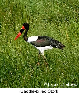 Saddle-billed Stork - © Laura L Fellows and Exotic Birding LLC