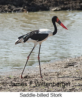 Saddle-billed Stork - © James F Wittenberger and Exotic Birding LLC Saddle-billed Stork - © James F Wittenberger and Exotic Birding LLC