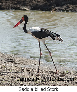 Saddle-billed Stork - © James F Wittenberger and Exotic Birding LLC