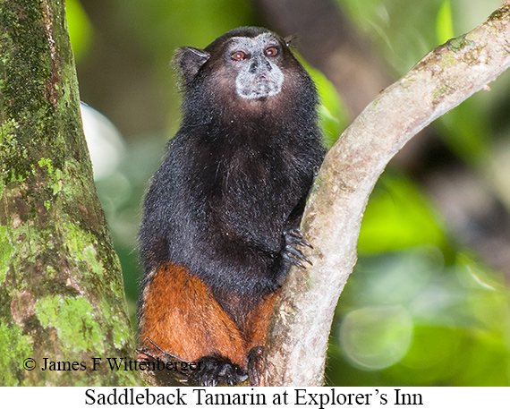 Saddleback Tamarin - © James F Wittenberger and Exotic Birding LLC