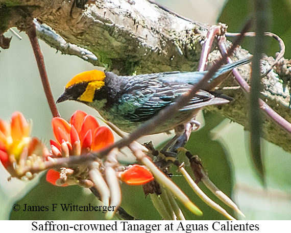 Saffron-crowned Tanager - &copy; James F Wittenberger and Exotic Birding LLC