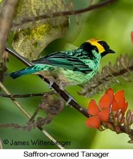 Saffron-crowned Tanager - © James F Wittenberger and Exotic Birding LLC