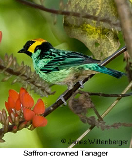 Saffron-crowned Tanager - © James F Wittenberger and Exotic Birding LLC Saffron-crowned Tanager - © James F Wittenberger and Exotic Birding LLC