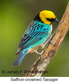 Saffron-crowned Tanager - © James F Wittenberger and Exotic Birding LLC