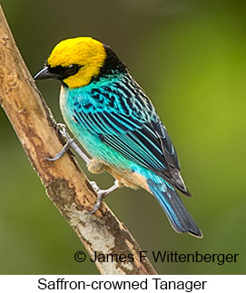 Saffron-crowned Tanager - © James F Wittenberger and Exotic Birding LLC