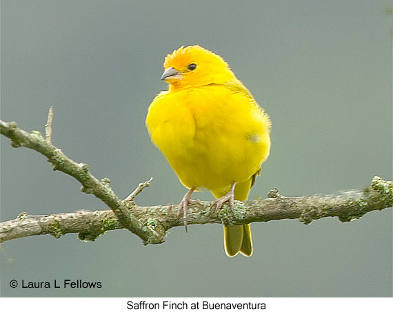 Saffron Finch - &copy; Laura L Fellows and Exotic Birding Tours