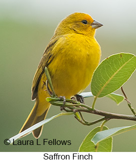 Saffron Finch - © Laura L Fellows and Exotic Birding LLC