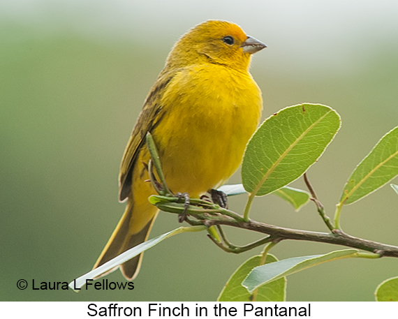 Saffron Finch - © Laura L Fellows and Exotic Birding LLC