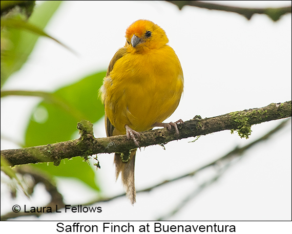 Saffron Finch - © Laura L Fellows and Exotic Birding LLC