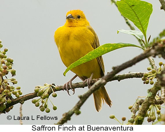 Saffron Finch - © Laura L Fellows and Exotic Birding LLC