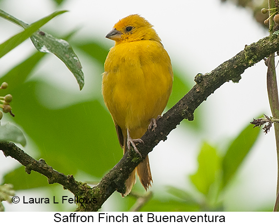 Saffron Finch - © Laura L Fellows and Exotic Birding LLC Saffron Finch - © Laura L Fellows and Exotic Birding LLC
