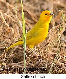 Saffron Finch - © James F Wittenberger and Exotic Birding LLC