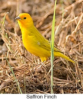 Saffron Finch - © James F Wittenberger and Exotic Birding LLC
