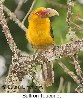 Saffron Toucanet - © Laura L Fellows and Exotic Birding LLC