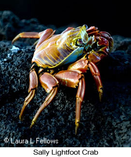Sally-lightfoot Crab - © Laura L Fellows and Exotic Birding LLC